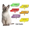 Dexil Colour Coded Cat Harness Warning Alert Vest Padded and