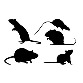Mouse/Rat Sticker Pack Variety of Styles - Light Switch - Car Sticker - Laptop Decal - Cute Stickers - Nursery Decor - Kids Stickers - Light Switch Sticker (28cm x 18cm Sheet Size, Black)