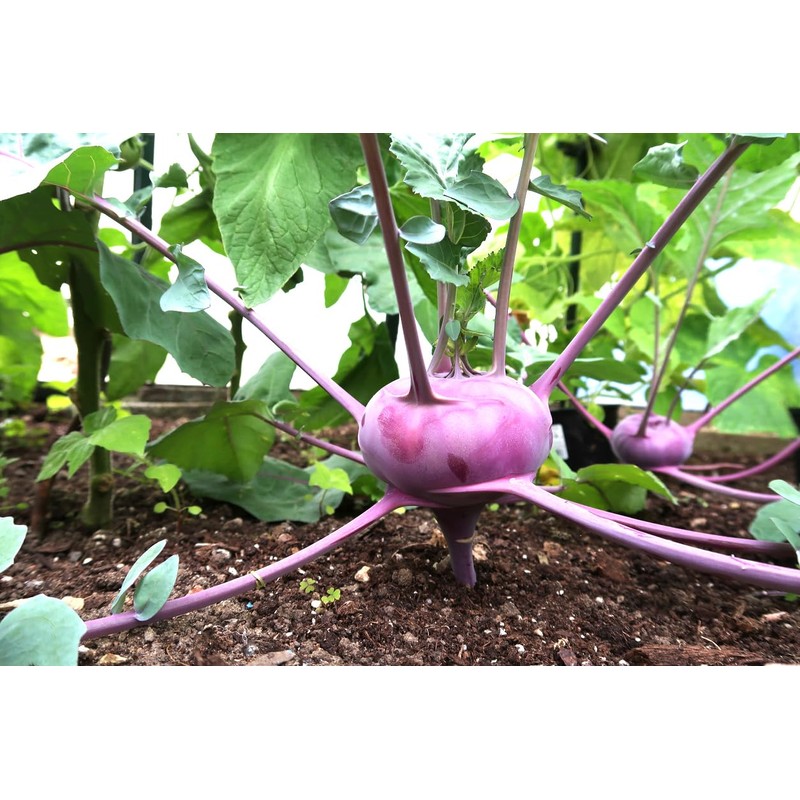 White Vienna Kohlrabi Seeds - Marde Ross & Co