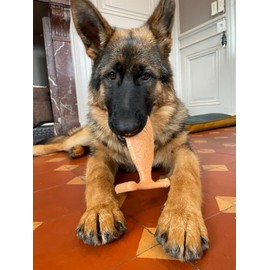 Tyrol - Hundespielzeug aus Bambus, Lachs, Spielzeug für Hunde, massiert Zähne und Zahnfleisch, mit Bambusfaser, mittlerer Widerstand für mittlere Kauer, Lachsgeschmack, 18 cm