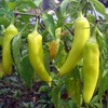 120 Sweet Banana Pepper Seeds Heirloom Non GMO Garden Vegetable
