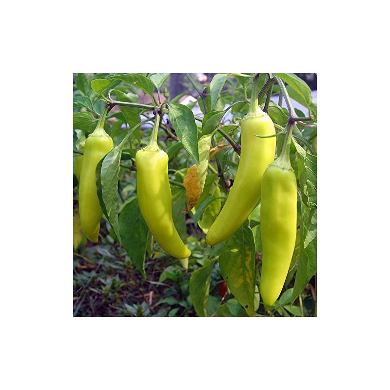 120 Sweet Banana Pepper Seeds Heirloom Non GMO Garden Vegetable