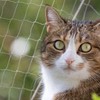 Pet Prime Cat Net for Balcony, 4 x 3 m,