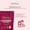 Wellthy Berberina Pura 90 Cápsulas. 100% Berberis Aristata, 500mg c/u,