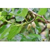 Health Embassy White Mulberry Leaf (Morus alba L), 100 g
