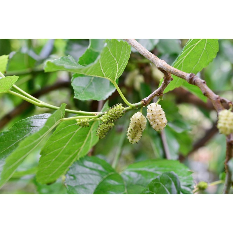 Health Embassy White Mulberry Leaf (Morus alba L), 100 g