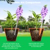 Yurucenus Plant Watering Globes, Grape Shape Self Watering Globes, Plant
