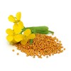 CEMEHA SEEDS - Seeds Yellow Mustard Non GMO Vegetable for