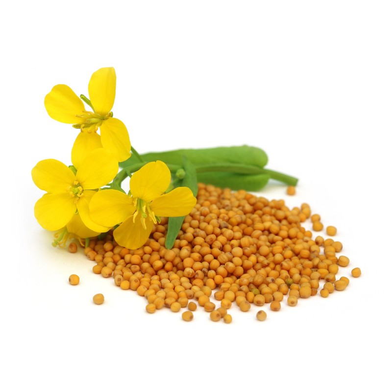 CEMEHA SEEDS - Seeds Yellow Mustard Non GMO Vegetable for