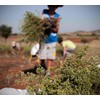 Oregano bunch organic wild sun dried from the Greek mountains,