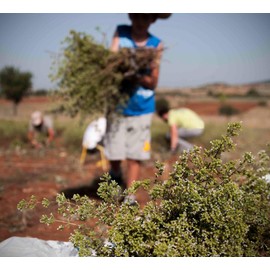 Oregano bunch organic wild sun dried from the Greek mountains, 50g whole oregano bunch dark green with leaves and stems