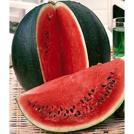 NIKA SEEDS - Seeds Fruit Watermelon Round Day&Night Mix - 30+ Seeds