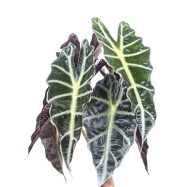 United Nursery Alocasia Polly Live Plant in 6 inch White Decorative Pot, Indoor Tropical House Plant with Bold Foliage for Home and Office