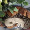 Vivid Arts - Young hedgehog in leaf - XRL-HH09-D