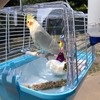 ZIQON 100 Pcs Bird Cage Liner Papers Big Size Cage