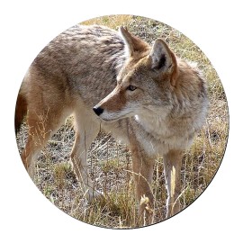 Fashion Jewelry COYOTE WILD  ANIMAL NATURE Pendant Charm GERMAN Silver 20" Necklace Chain Gift