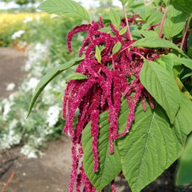 Outsidepride Amaranthus Red Flower Seed - 10000 Seeds