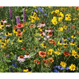 Womack Farm Midwestern Wildflower Mix,  200+ Flower Seeds. Non-Gmo~ Heirloom~USA~ Free Ship.