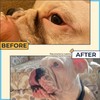 Two Pets and a Half Wrinkle Paste for Bulldogs +