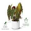elho B.for Soft Round - Flower Pot for Indoor Use