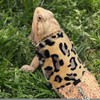 Anelekor Lizard Clothes with Leash for Real Lizard,Bearded Dragon Harness
