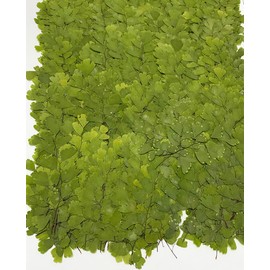 12 pcs Adiantum Real Natural Dried Pressed Flowers for Resin Scrapbooking DIY Candle Decoration Jewelry Crafts