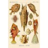 Haeckel Nature Illustrations: Boxfish by Ernst Haeckel -
