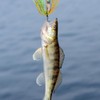 ZOKBOM 6 Pieces Artificial Lures for Bass Chatterbait Pike Chatterbait