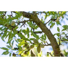5pcs Fresh Almond Tree Seeds, Premium Heirloom Variety for Planting, Fast-Growing Nut Tree for Home Garden, Orchard, Backyard Farming, Easy to Grow Edible Tree Seeds for Outdoor Cultivation