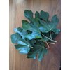 1 oz (30 grams) Organic Ficus carica leaves, Dried smashed