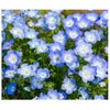 Pollinator Attracting Wildflower Seeds - Attracts Bees, Butterflies, and Other