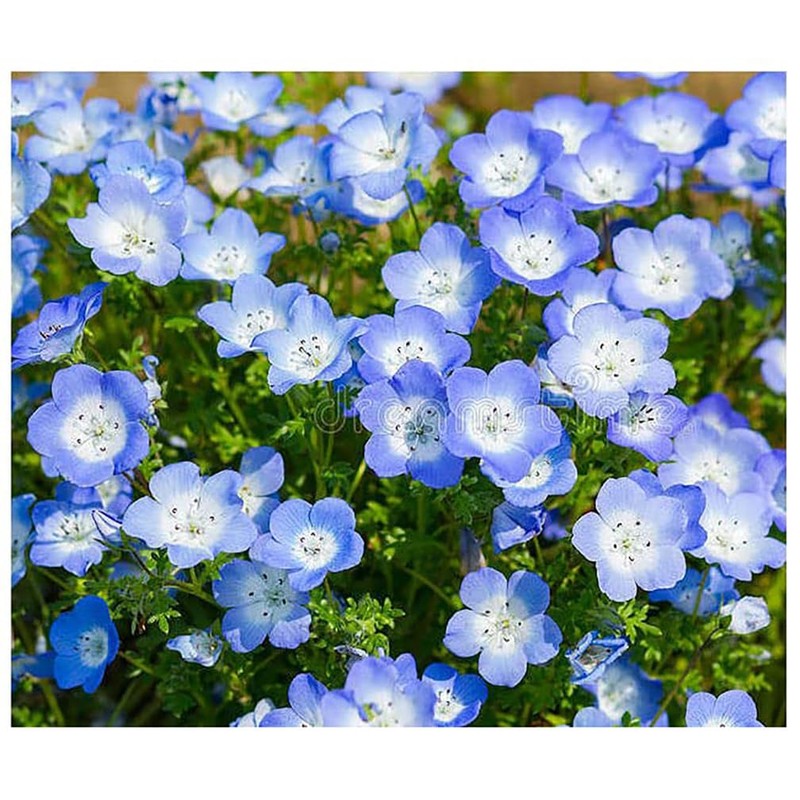 Pollinator Attracting Wildflower Seeds - Attracts Bees, Butterflies, and Other