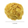 Natural Sponge Natural Grown Approx. 140 mm (Pack of 1)