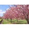 Tree 2 Okame Flowering Cherry Trees - 6-12" Tall Seedlings