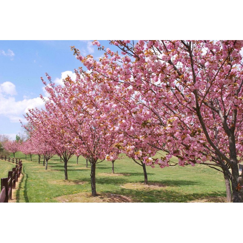 Tree 2 Okame Flowering Cherry Trees - 6-12" Tall Seedlings