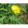Sharons Florida Mexican Prickly Poppy Seeds (Argemone mexicana) ✤ 50