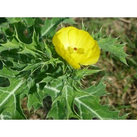 Sharons Florida Mexican Prickly Poppy Seeds (Argemone mexicana) ✤ 50 Florida Seeds