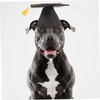 GANAZONO Pet Graduation Ceremony Party Supplies Doctor Hat Pet Toys