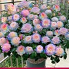 200 Pcs Ice Rain Blue Strong Aroma Rose Seeds Potted