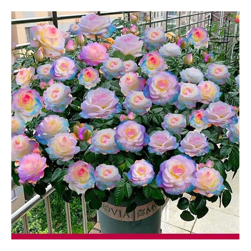 200 Pcs Ice Rain Blue Strong Aroma Rose Seeds Potted