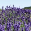 NEAL'S YARD REMEDIES Aroma Shower Gel (Body Wash), Body Soap,