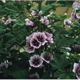 Hazzard's Seeds Malva sylvestris Zebrina     500 seeds