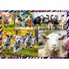 Trefl 13313 4-in-1: Funny Animals, 4 x 250 Piece Set