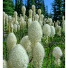 CZ Grain 30 Bear Grass Seeds for Planting Xerophyllum tenax