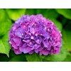 Shrubs Merritts Supreme Hydrangea Shrub/Bush, 6-12" Tall Seedling, Live Plant,