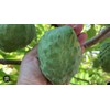 Tree 1 Cup Cherimoya Live Plant Seedling Fruit Tree "7-9"