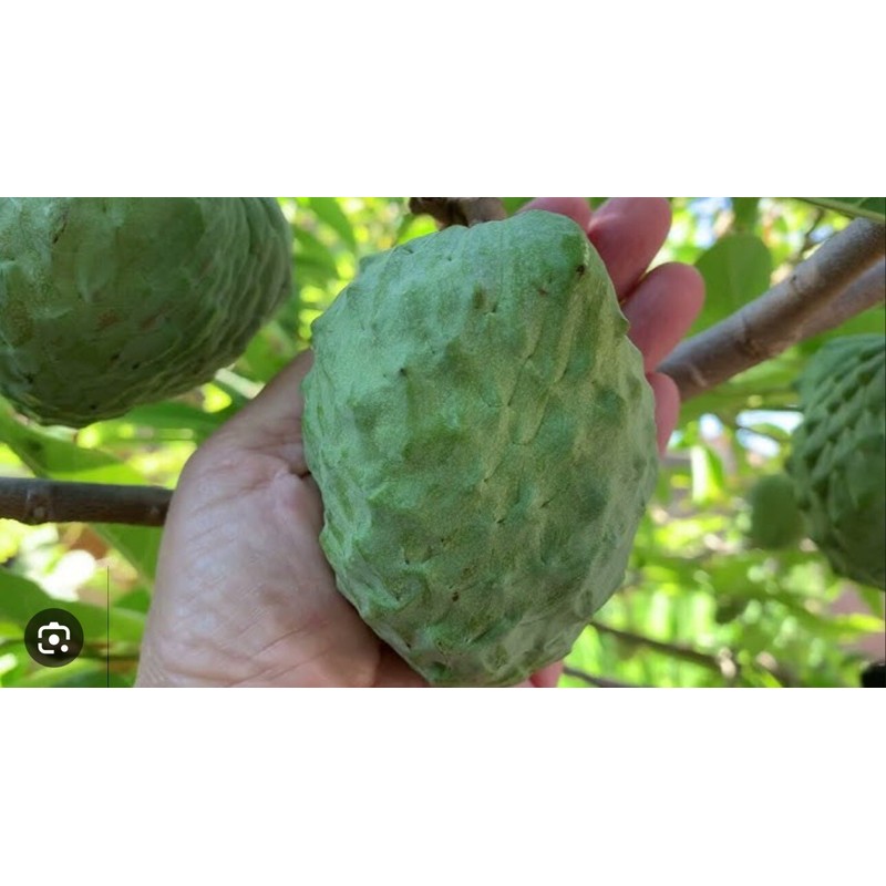 Tree 1 Cup Cherimoya Live Plant Seedling Fruit Tree "7-9"