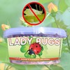 150 Live Ladybugs - Hippodamia Convergens - Plastic Container for