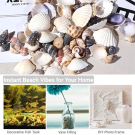 100+ PCS Small Sea Shells Mixed Sizes & Colors Ocean Beach Seashells, Natural Sea Shells for Crafting, Vase Fillers, Fish Tank Filling, Beach Theme Party