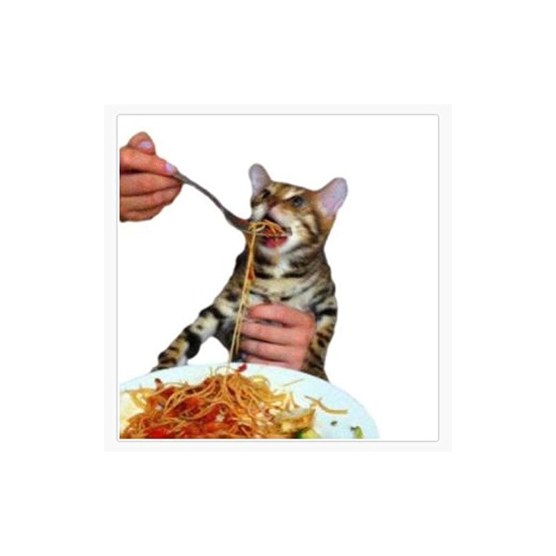 Funny Gift Spagheti Cat Meme Sticker Waterproof Vinyl Window Bumper